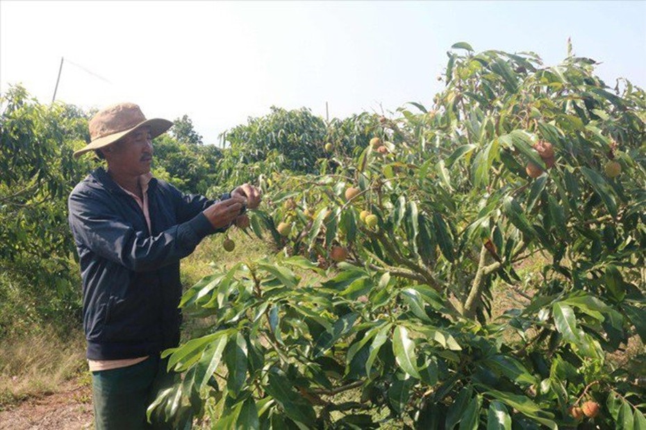 Giá nông sản hôm nay 11/5: Khoai lang tím Nhật lãi lớn, vải đầu mùa giá cao, cà phê Arabica quay đầu giảm nhẹ