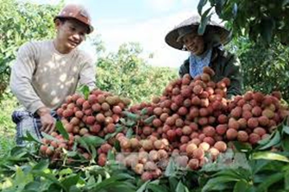 Giá nông sản hôm nay 23/5: Cà chua được giá, vải thiều đã hạ cánh tại châu Âu