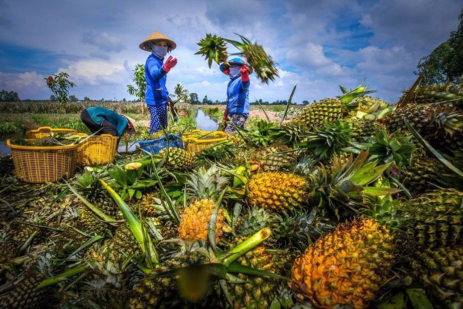 Giá nông sản hôm nay 24/5: Sầu riêng biến động trái chiều, dứa tăng cao, nông dân thu lãi khá