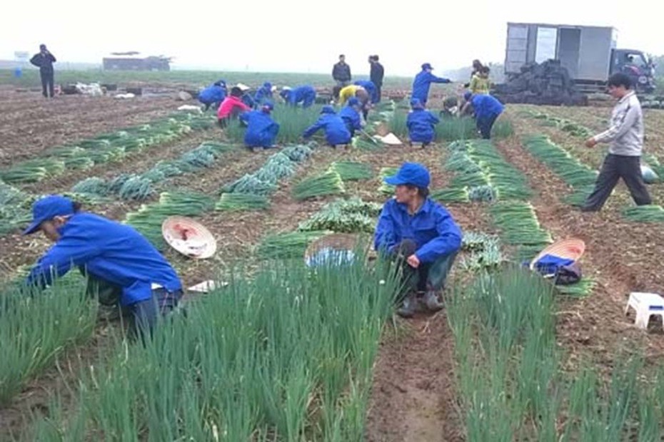 Giá nông sản hôm nay 25/5: Cao su tăng liên tiếp, hành lá được mùa, măng cụt Lái Thiêu giá cao