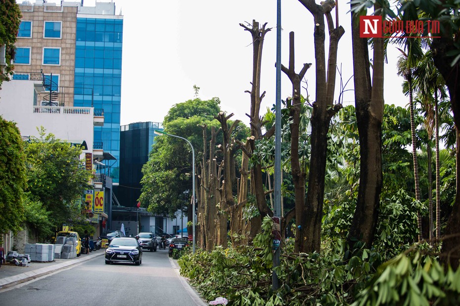 "Chuyển hoa sữa từ nội đô về bãi rác Nam Sơn để át mùi hôi thối là chuyện suy diễn"