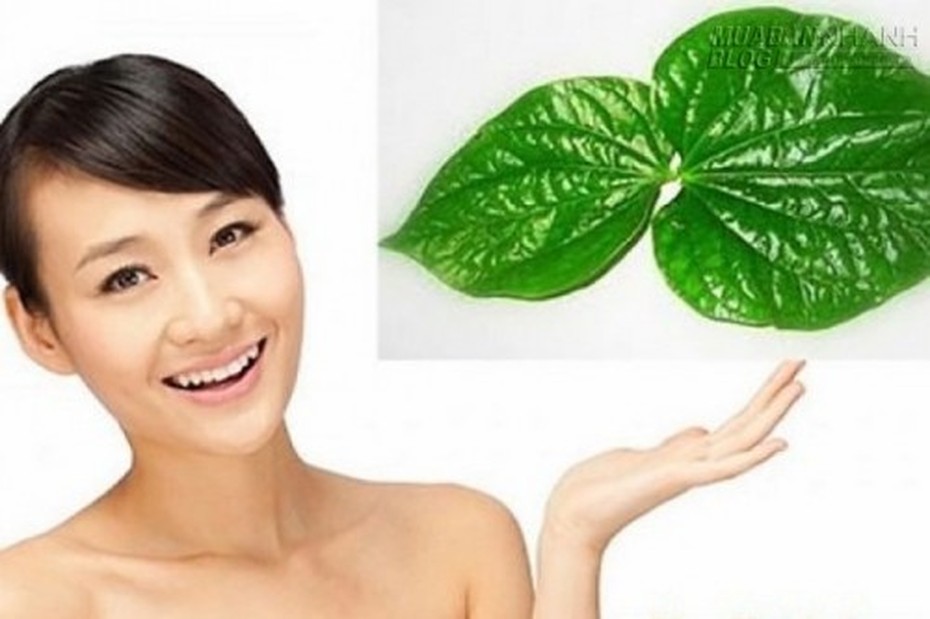 Tuyệt chiêu làm trắng răng với lá trầu không