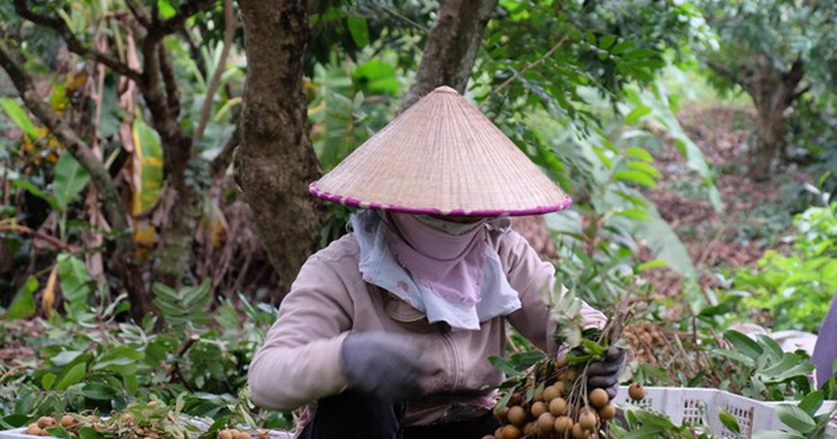 Nghịch lý “giải cứu nông sản”, thương lái hốt bạc