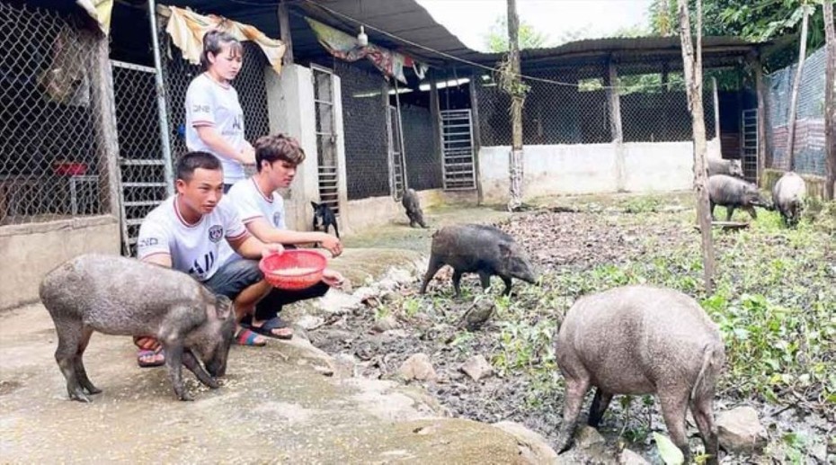 Chàng trai 9X thu lãi 300 triệu đồng/năm nhờ nuôi con vật này