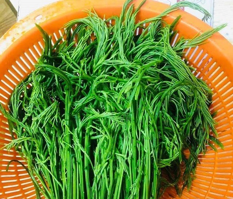 Loại rau dại có mùi hôi nồng nặc nay “nâng tầm” đặc sản giá 100.000 đồng/kg