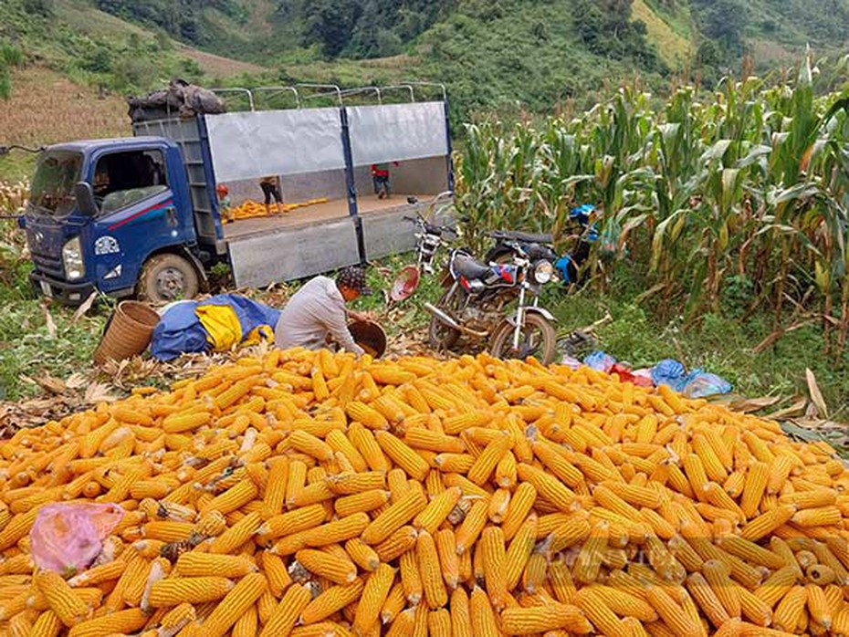 Giá nông sản hôm nay 15/6: Giá hồ tiêu, cà phê, cao su quay đầu giảm