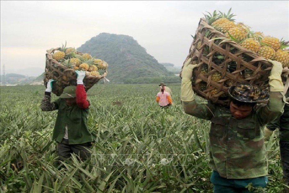 Giá nông sản 6/7: Sầu riêng đà tăng, dứa mật vào mùa được giá