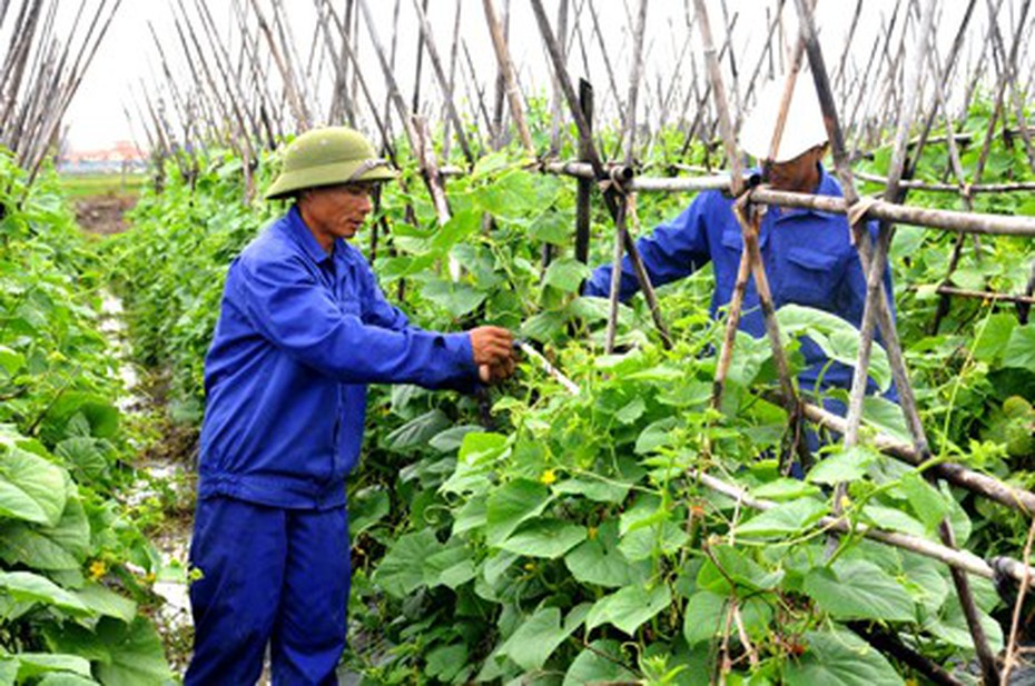 Khơi thông nhiều "điểm nghẽn" trong tiêu thụ nông sản