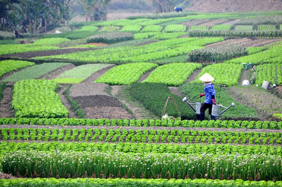 Nông nghiệp xanh sẽ chi phối thị trường nông sản toàn cầu