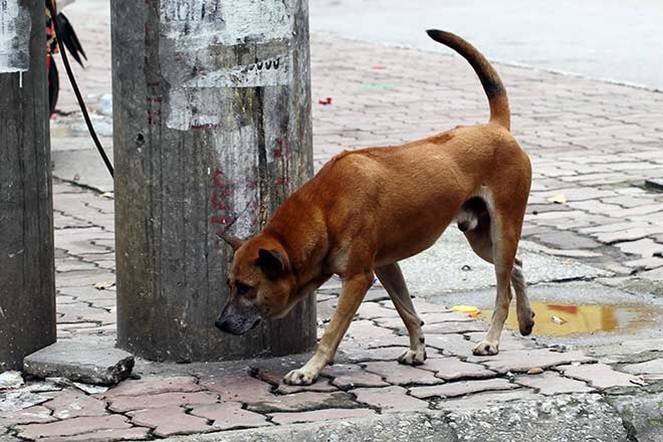 Cà Mau: Người đàn ông qua đời sau hai năm bị chó dại cắn