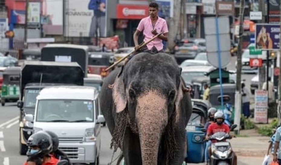 Sri Lanka cấm người đã uống rượu bia không được cưỡi voi