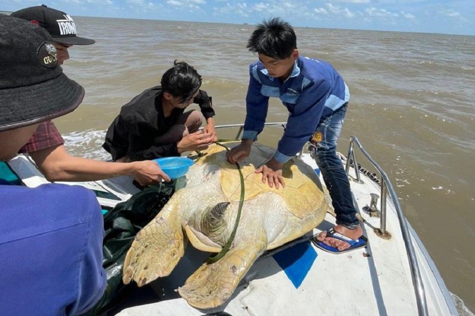 Cà Mau thả cá thể vích nặng 120kg về với biển