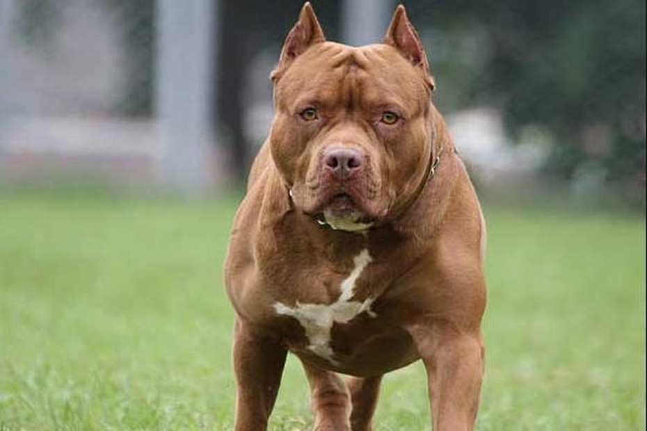 Thanh Hóa: Nữ chủ nhà bị chó pitbull cắn tử vong