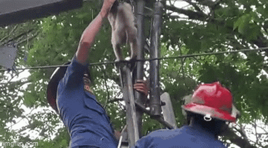 Clip: Nghẹt thở giải cứu con khỉ bị dây cáp quấn mắc kẹt trên cột điện