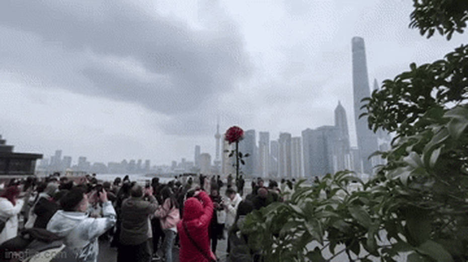 Clip: Tượng hoa hồng khổng lồ thu hút nhiều người chụp ảnh dịp Valentine