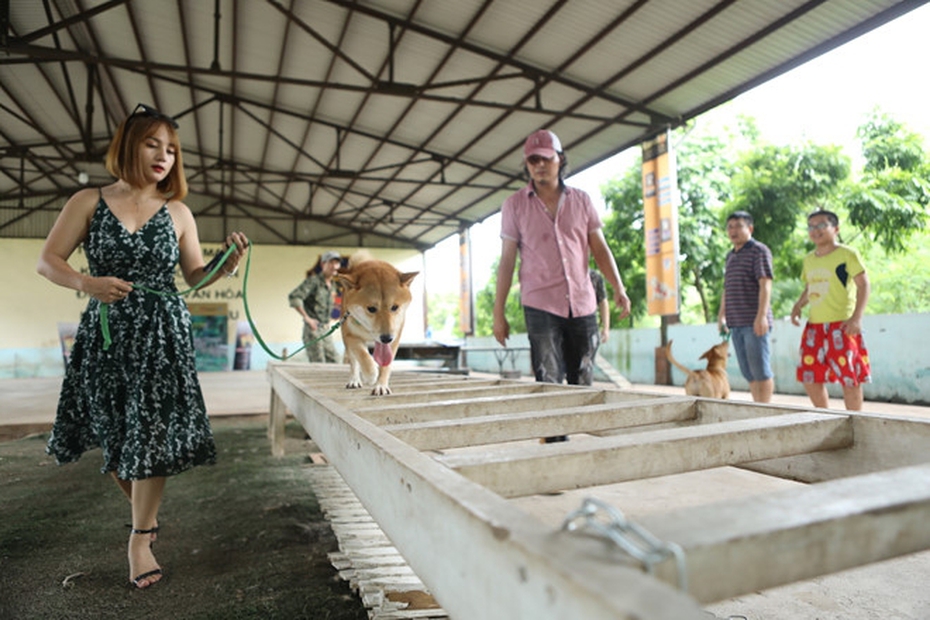 Dư luận dậy sóng, việc chó Nhật vào vai “Cậu Vàng” của Lão Hạc