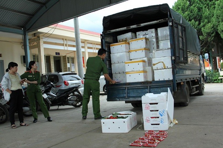 Phát hiện 3,5 tấn dâu tây không rõ nguồn gốc tuồn vào Đà Lạt