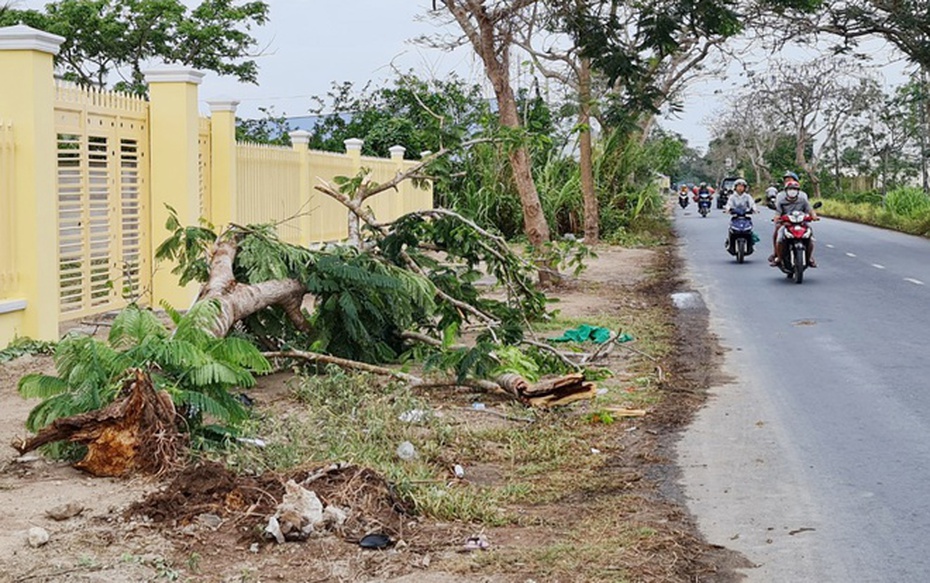 Thương tâm: Cây phượng còn tươi tốt bật gốc, đè tử vong nữ điều dưỡng