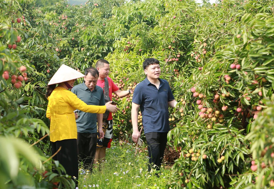 Sẵn sàng đón "mùa du lịch vải" ở Lục Ngạn