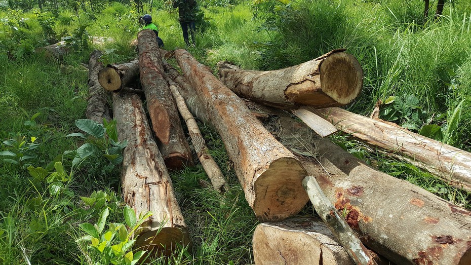 Đắk Lắk: Cận cảnh rừng phòng hộ Buôn Đôn bị “bức tử”