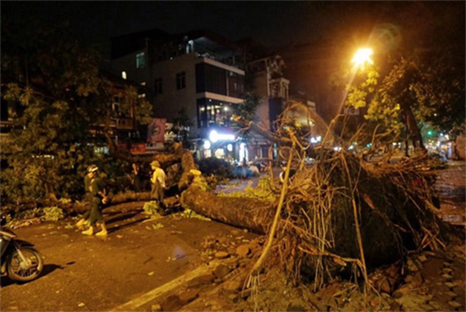 Cây thông bị gió lớn quật đổ, đè 2 mẹ con tử vong