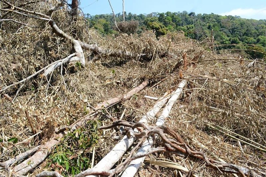 Đắk Nông: Bắt tạm giam 5 đối tượng phá 14ha rừng để trồng cây