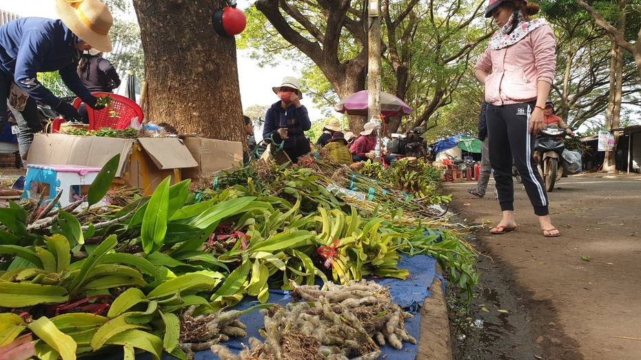 Chợ lan rừng nhộn nhịp "đón Tết", người dân đổ xô tận diệt loài hoa quý