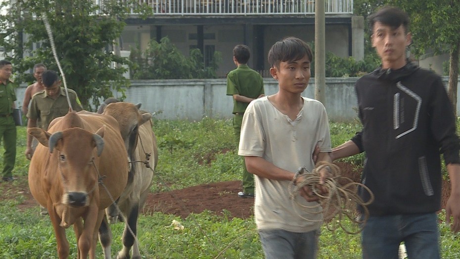 Trộm bò thuê xe tải chở từ Khánh Hòa lên Đắk Lắk bán