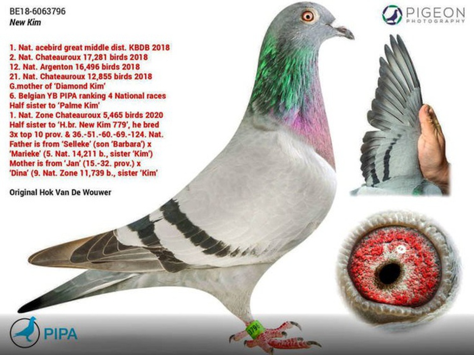 Cận cảnh loài "chim tỷ phú" giá hơn 34 tỷ đồng, có vệ sĩ riêng