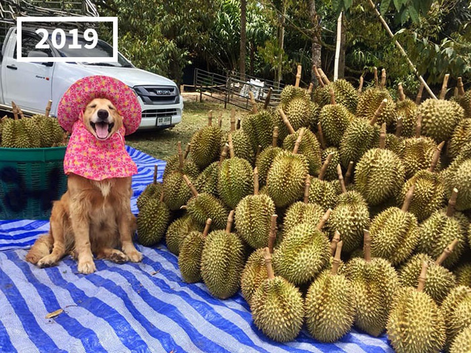 Gặp gỡ chú chó siêu đáng yêu 7 năm theo chủ bán sầu riêng