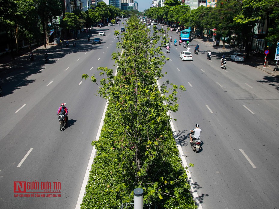 Vì sao Hà Nội bỏ toàn bộ cây phong lá đỏ trên đường Nguyễn Chí Thanh?