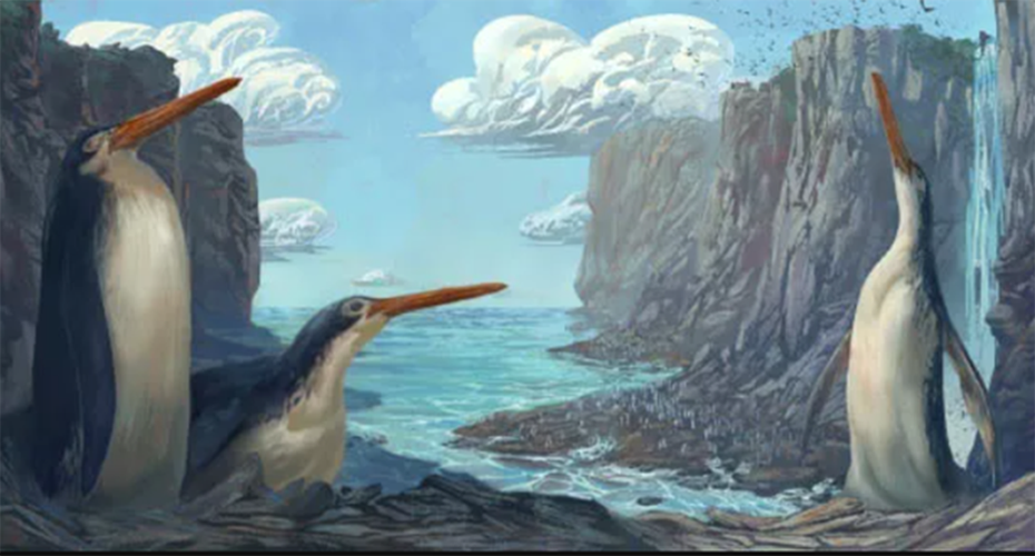 Phát hiện loài chim cánh cụt cao bằng con người ở New Zealand