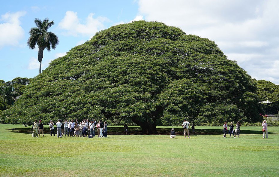 Cây khổng lồ trăm tuổi "hái ra tiền" ở Hawaii