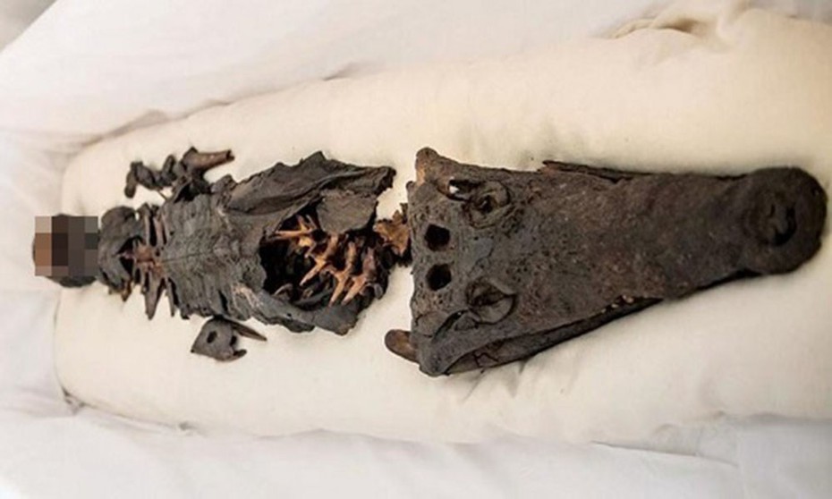 Kinh ngạc xác ướp "công chúa 2 đầu": Một đầu người, một đầu cá sấu