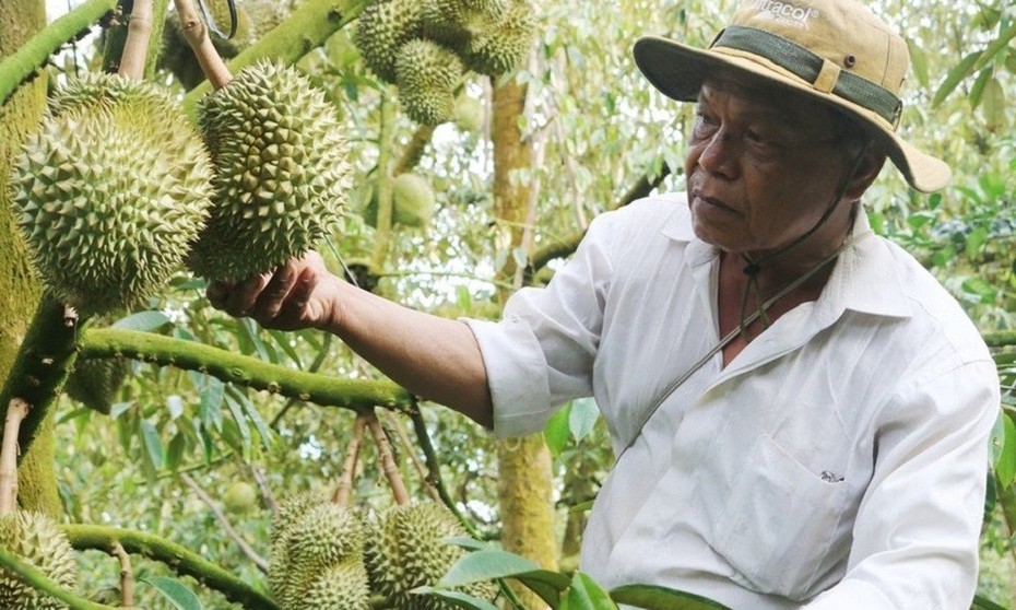 Khuyến cáo nông dân không chặt phá cây trồng khác để trồng sầu riêng, chanh leo