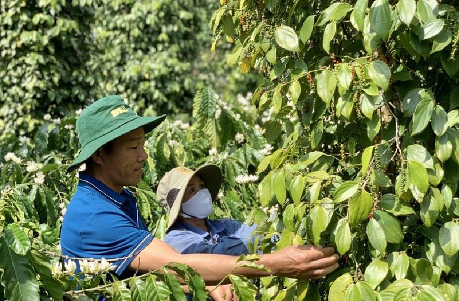 Đắk Lắk: Phát triển bền vững cây hồ tiêu