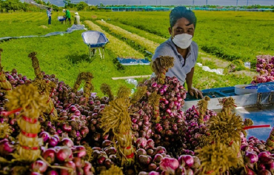 Vì sao hành tỏi Việt "thua" ngay trên sân nhà?