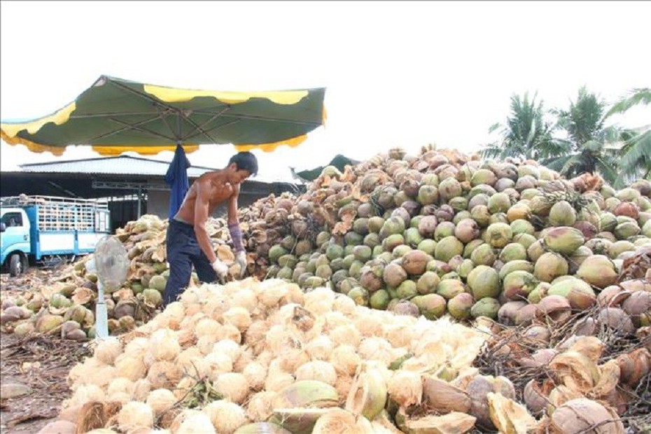 Bến Tre: Giá dừa khô tăng trở lại, nông dân phấn khởi