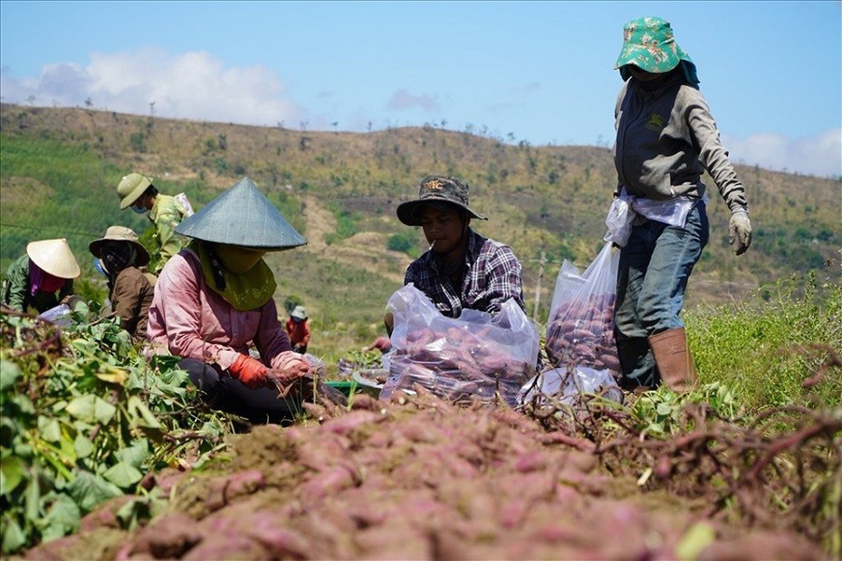 Đắk Lắk: Thiết lập thêm mã vùng trồng khoai lang để phục vụ xuất khẩu