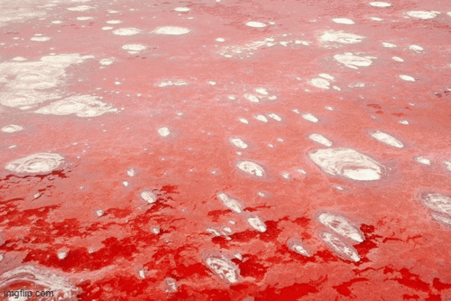 Hồ nước đỏ như máu tưởng đẹp nhưng lại khiến nhiều sinh vật "hóa đá"