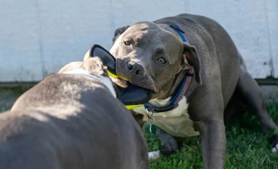 Chó Pitbull nguy hiểm thế nào mà nhiều nước cấm nuôi?