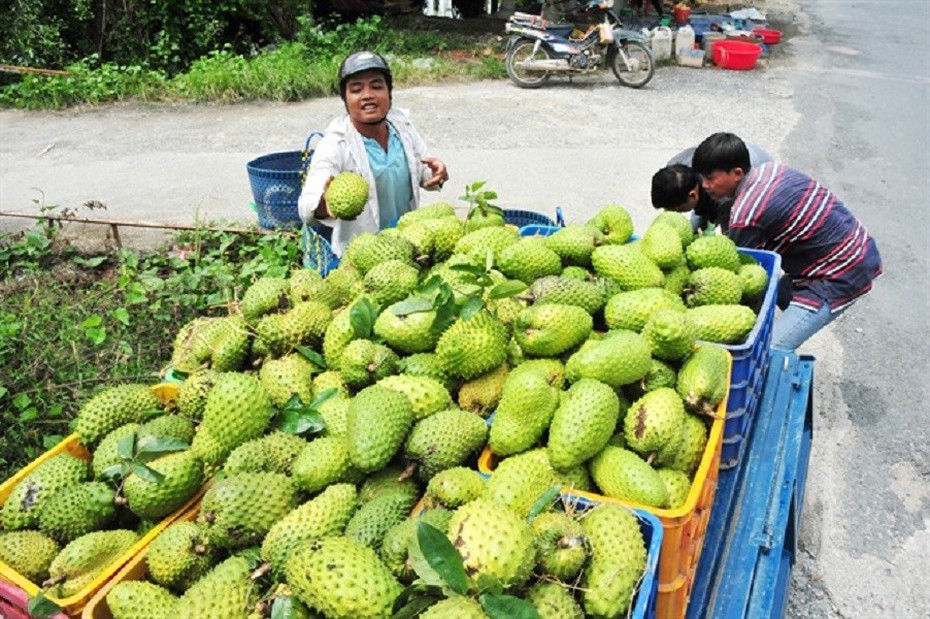 Cơn sốt "trà mãng cầu" khiến giá mãng cầu xiêm tăng đột biến