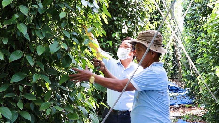 Bà Rịa-Vũng Tàu: Tăng cường mở rộng diện tích trồng cây cacao