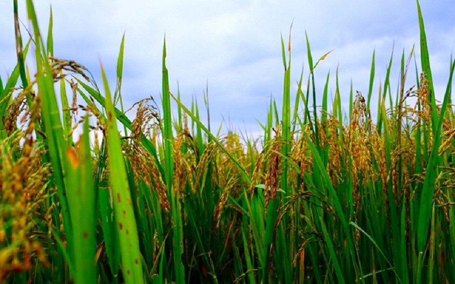 Thái Lan: Sản lượng gạo có thể sụt giảm 6% do ảnh hưởng của El Nino