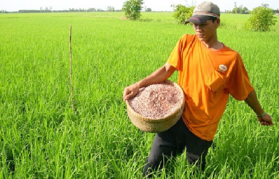 Giá phân bón giảm, nông dân hứng khởi vào vụ mới