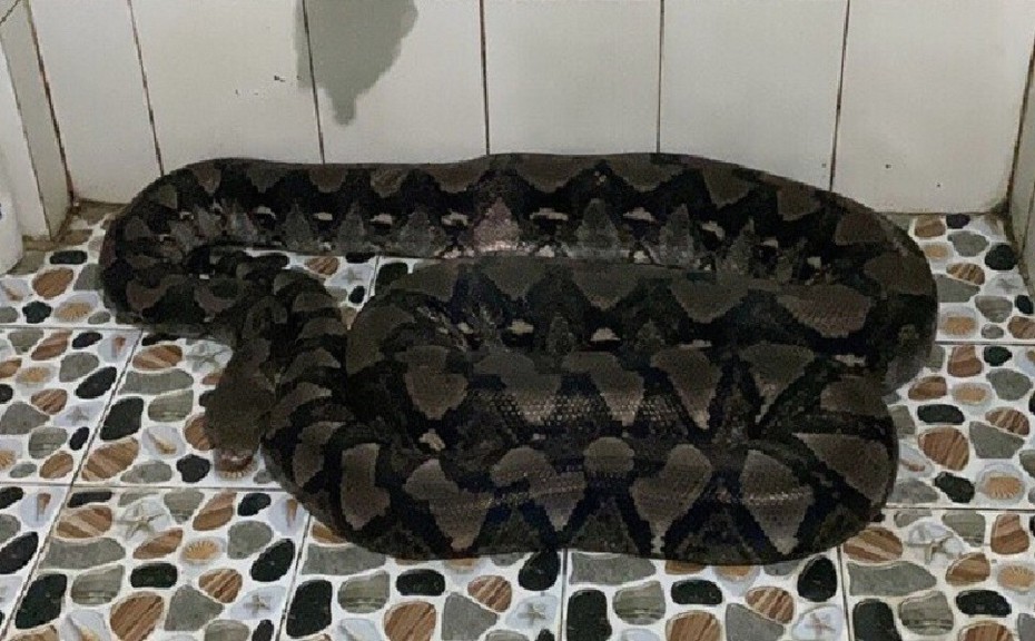 Người dân ở Tây Ninh tá hỏa phát hiện con trăn nửa tạ trong nhà vệ sinh