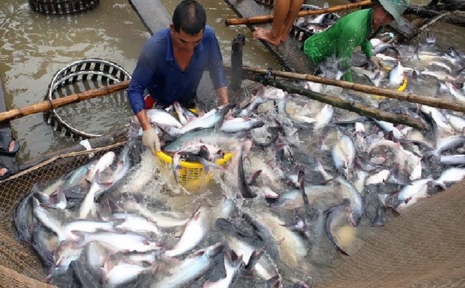 Đồng Tháp: Người nuôi cá tra có lãi nhưng vẫn đối diện nhiều khó khăn