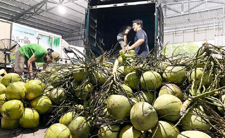 Cơ hội cho dừa tươi Việt Nam xuất khẩu chính ngạch sang Trung Quốc