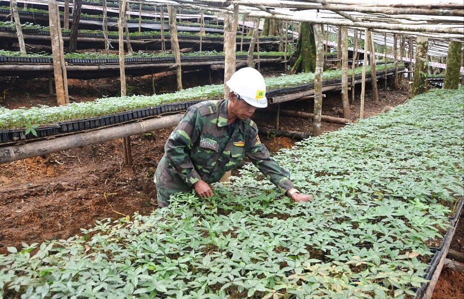 Đưa ngành dược liệu phát triển xứng với tiềm năng