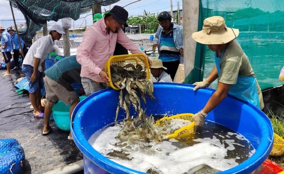 Giá tôm liên tục giảm, nhiều hộ nuôi tôm tại Bạc Liêu bỏ vụ, treo ao